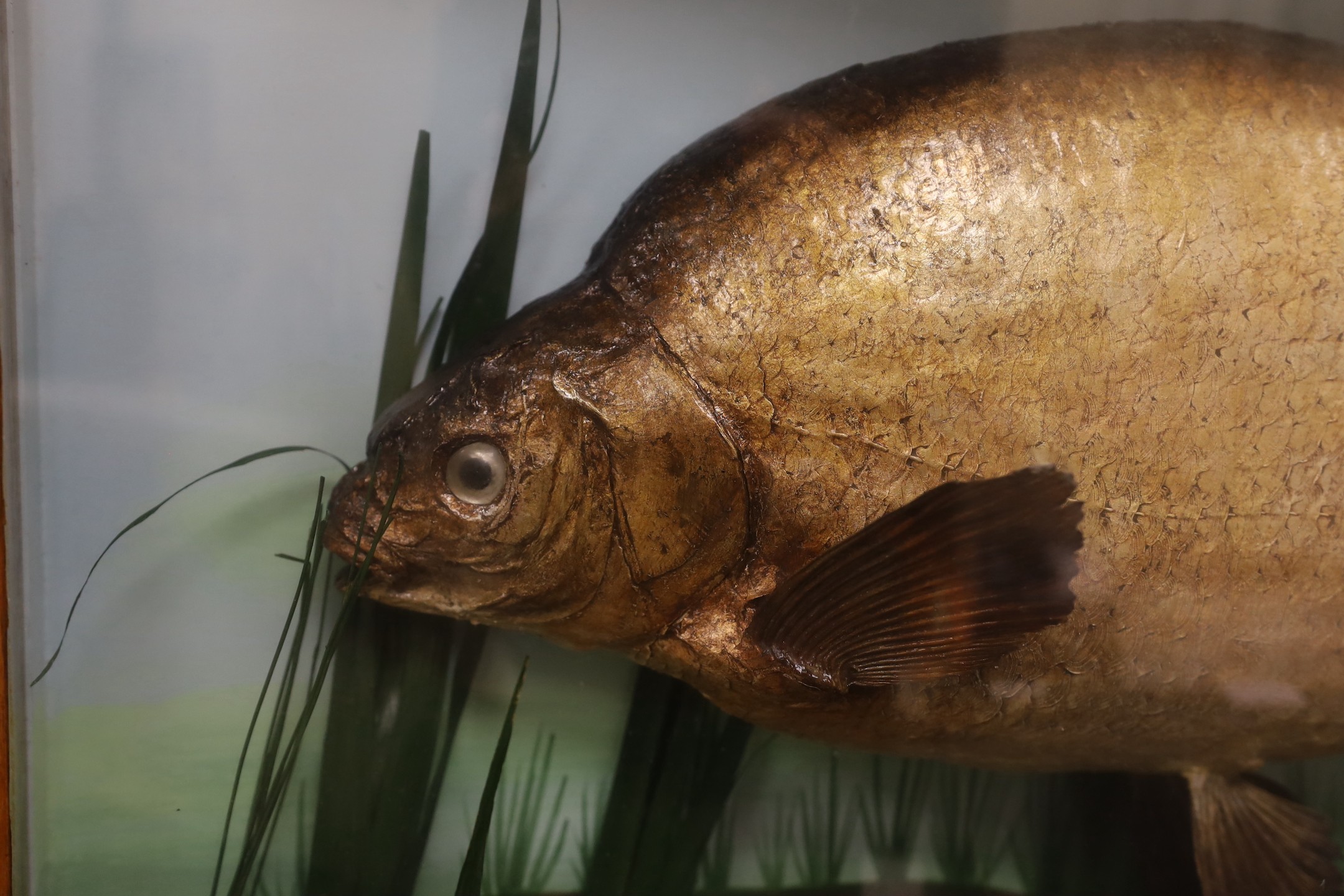 Taxidermy - a 9.75 lbs Bream, ct. 1961, in a bowfront case